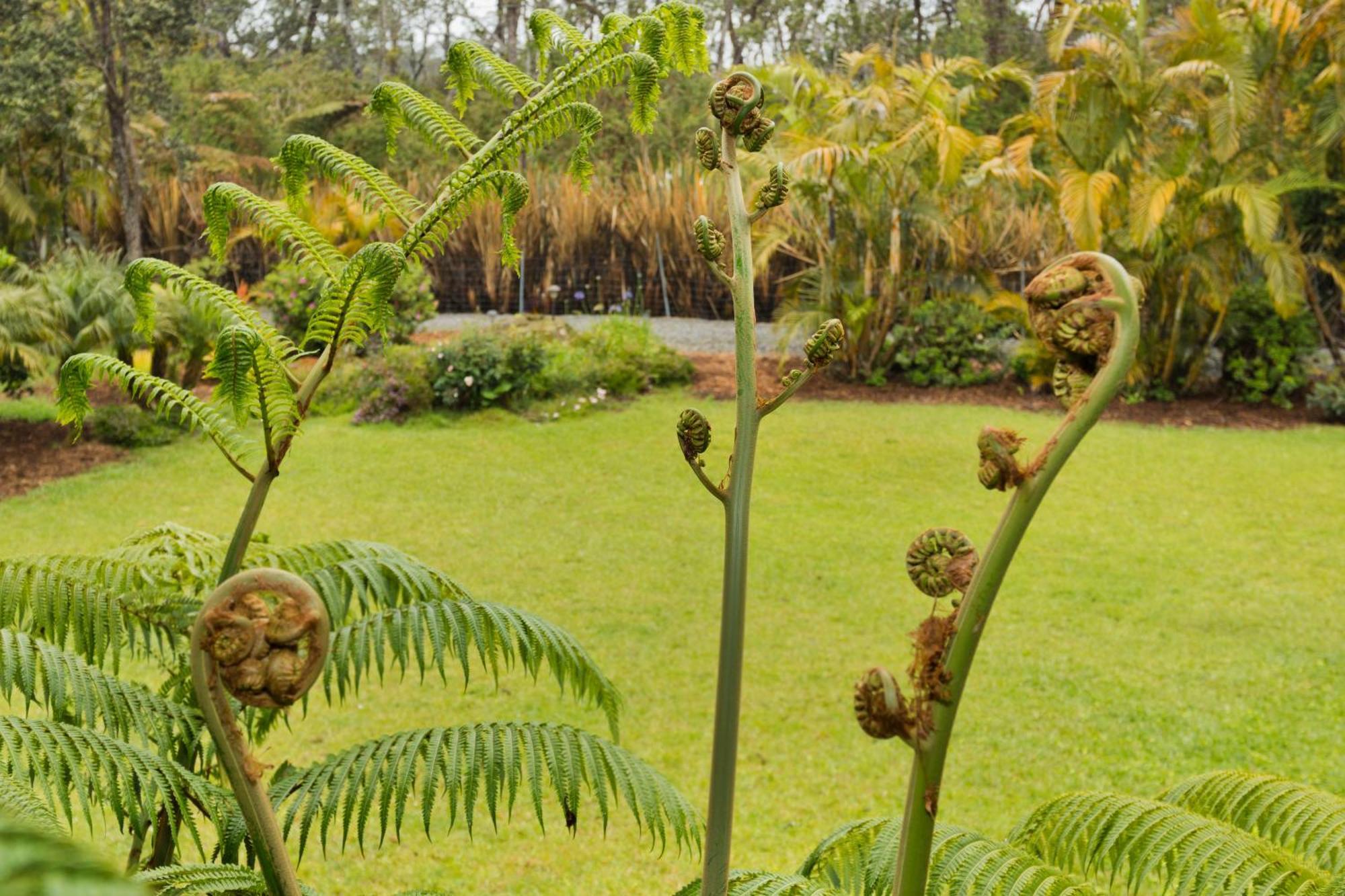 Aloha Junction Bed And Breakfast -Minutes Away From Hawaii Volcanoes National Park Exterior photo